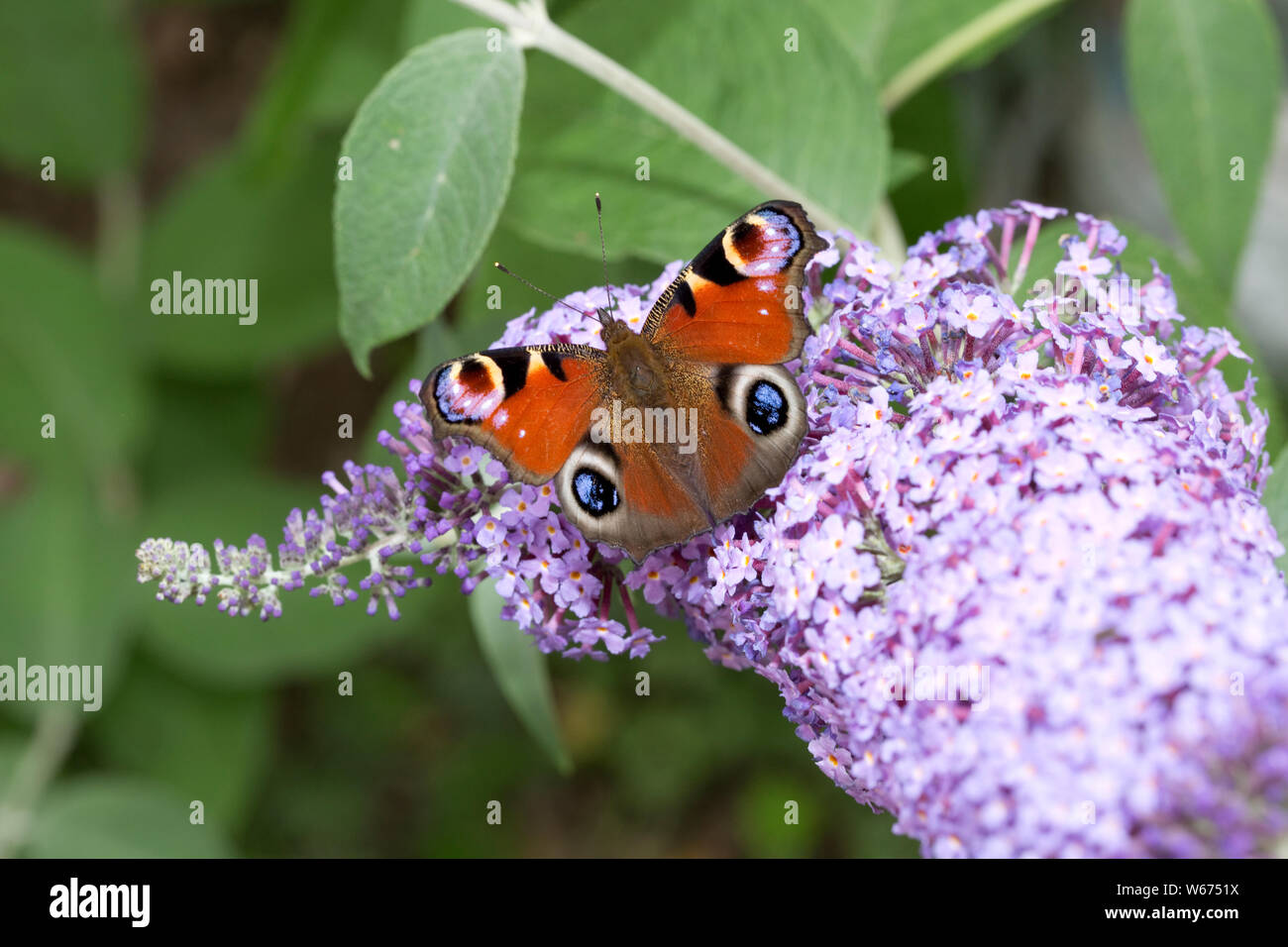 Single European farfalla pavone, Aglais io, alimentazione su Buddleia flower, REGNO UNITO Foto Stock
