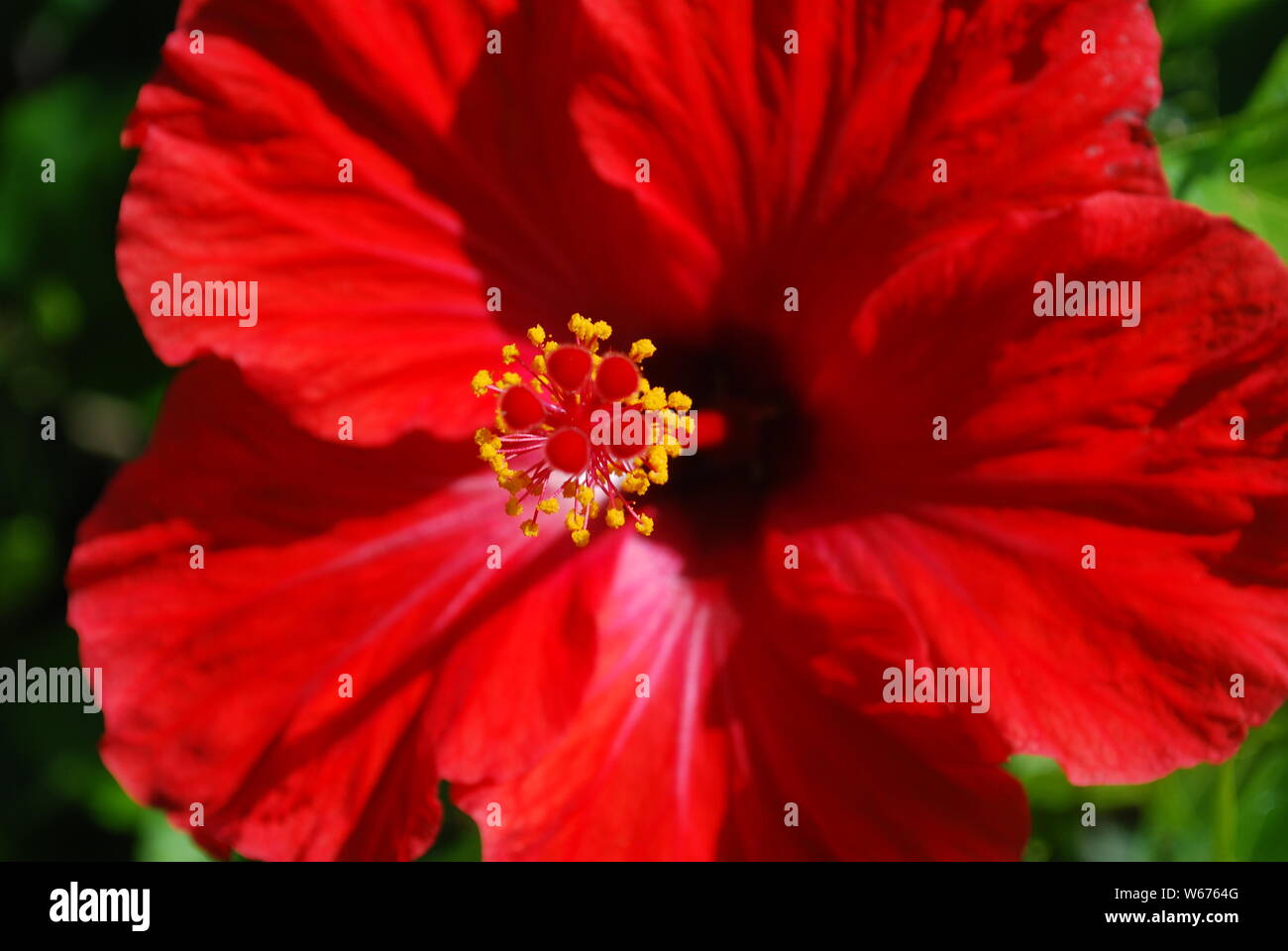 In prossimità di un bel rosso fiori di ibisco. Foto Stock