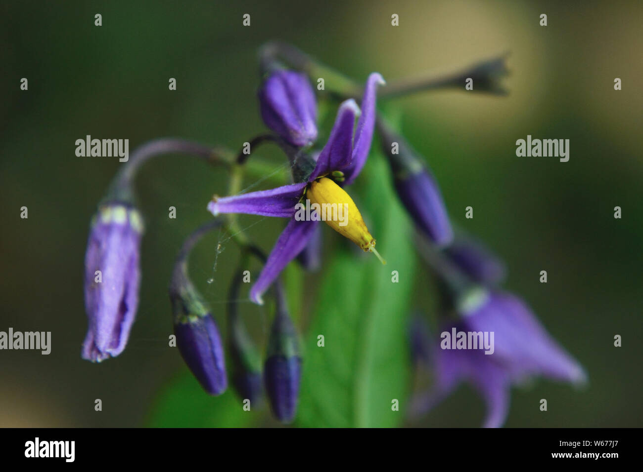 Close up agrodolce nightshade fiori, Solanum dulcamara Foto Stock