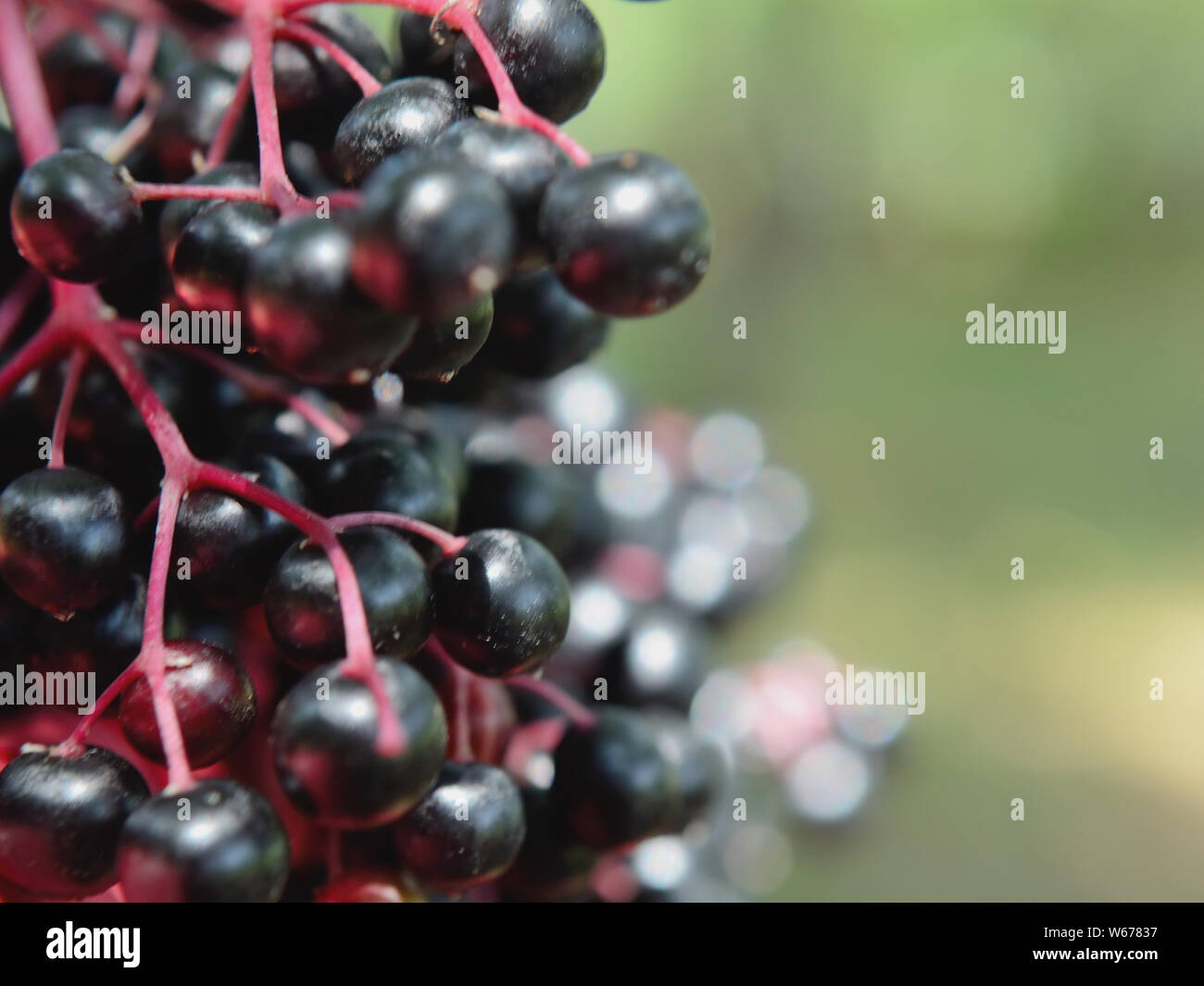Close up Europeo di bacche di sambuco, Sambucus nigra Foto Stock