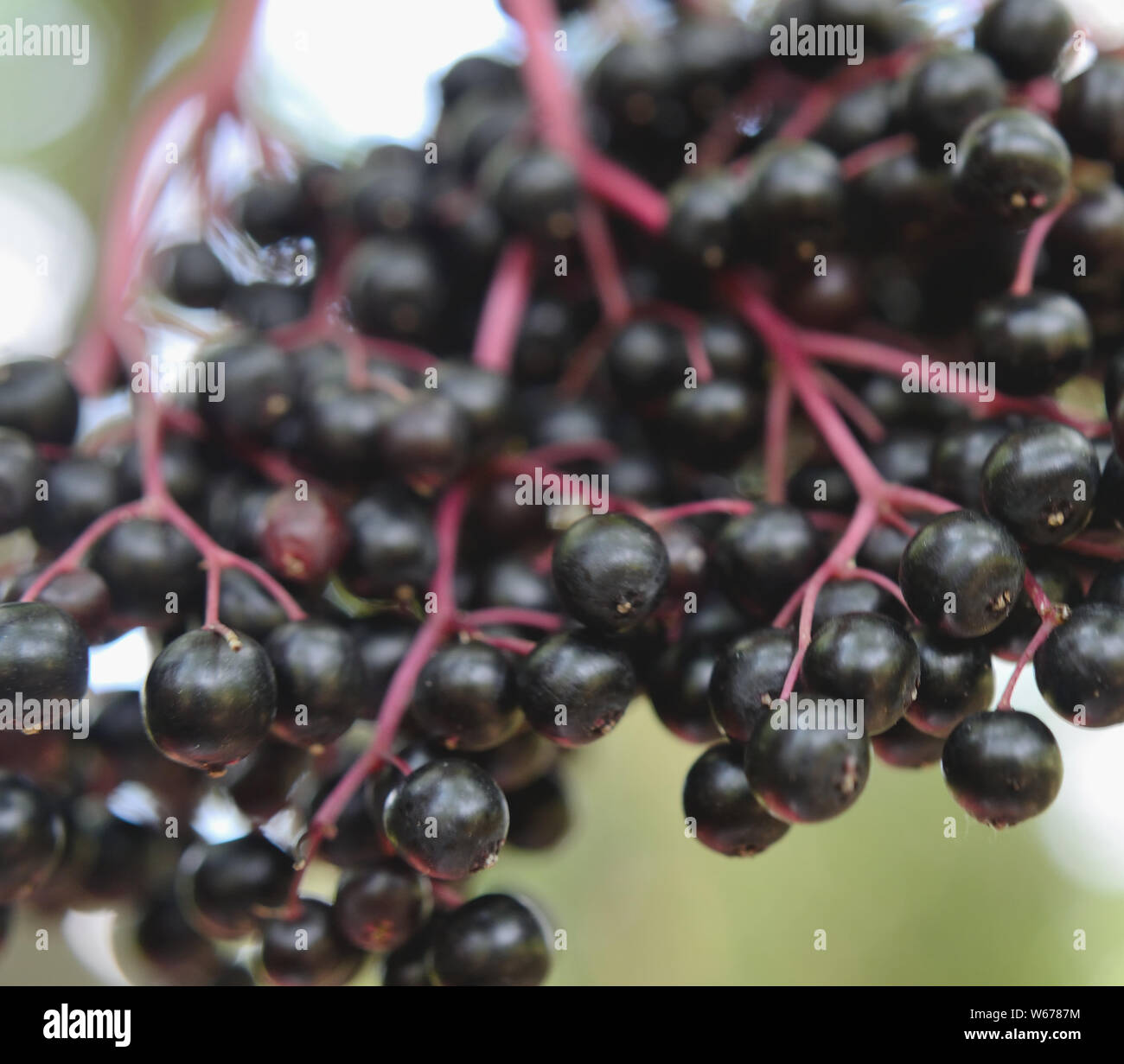 Close up Europeo di bacche di sambuco, Sambucus nigra Foto Stock