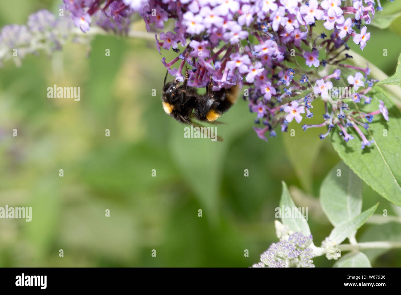 Uno bianco-tailed Bumble Bee, Bombus lucorum, alimentando il fiore Buddleia, REGNO UNITO Foto Stock