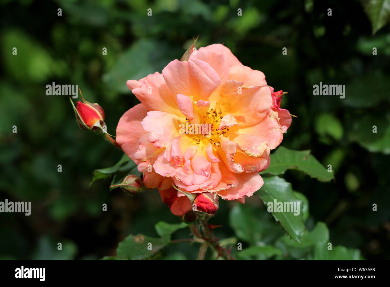 Arancio brillante completamente aperto rosa in fiore con centro giallo  circondato chiuso boccioli di rosa e foglie di colore verde scuro in locale  Urbano garden Foto stock - Alamy