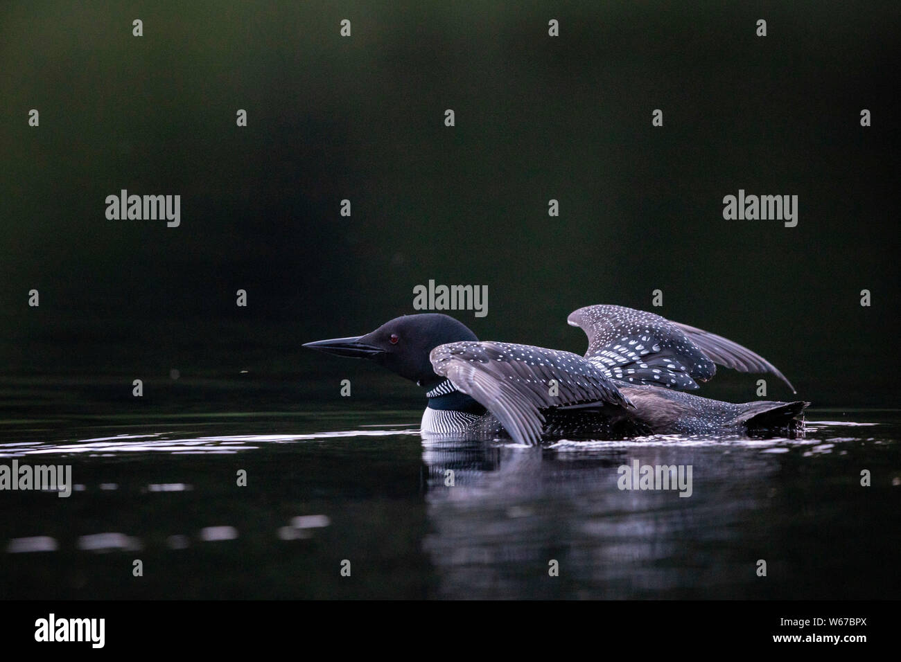 MAYNOOTH, Ontario, Canada - 22 Luglio 2019: un comune Loon (Gavia immer), parte della famiglia Gaviidae nuota in un lago Ontario. ( Ryan Carter ) Foto Stock