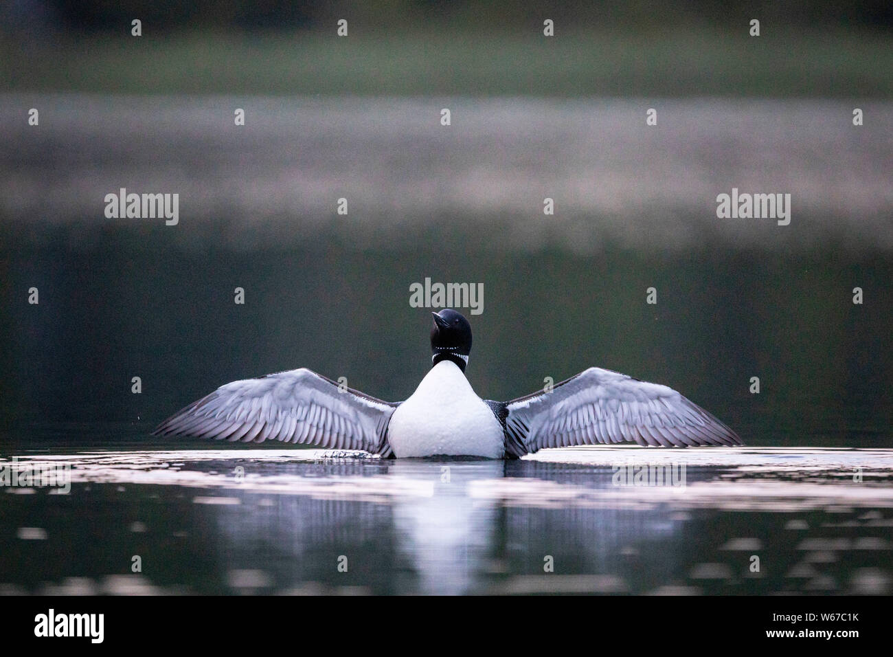 MAYNOOTH, Ontario, Canada - 22 Luglio 2019: un comune Loon (Gavia immer), parte della famiglia Gaviidae nuota in un lago Ontario. ( Ryan Carter ) Foto Stock