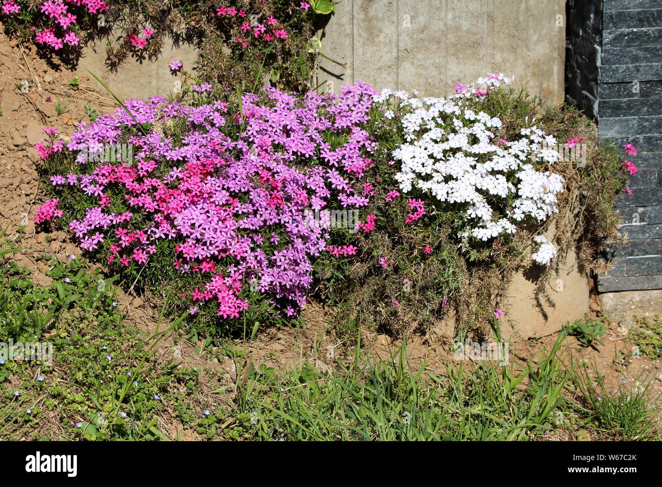 Lo spunto da fermi colorati o phlox Phlox subulata o Moss phlox o Moss rosa o Mountain phlox evergreen perenne fioritura delle piante Foto Stock