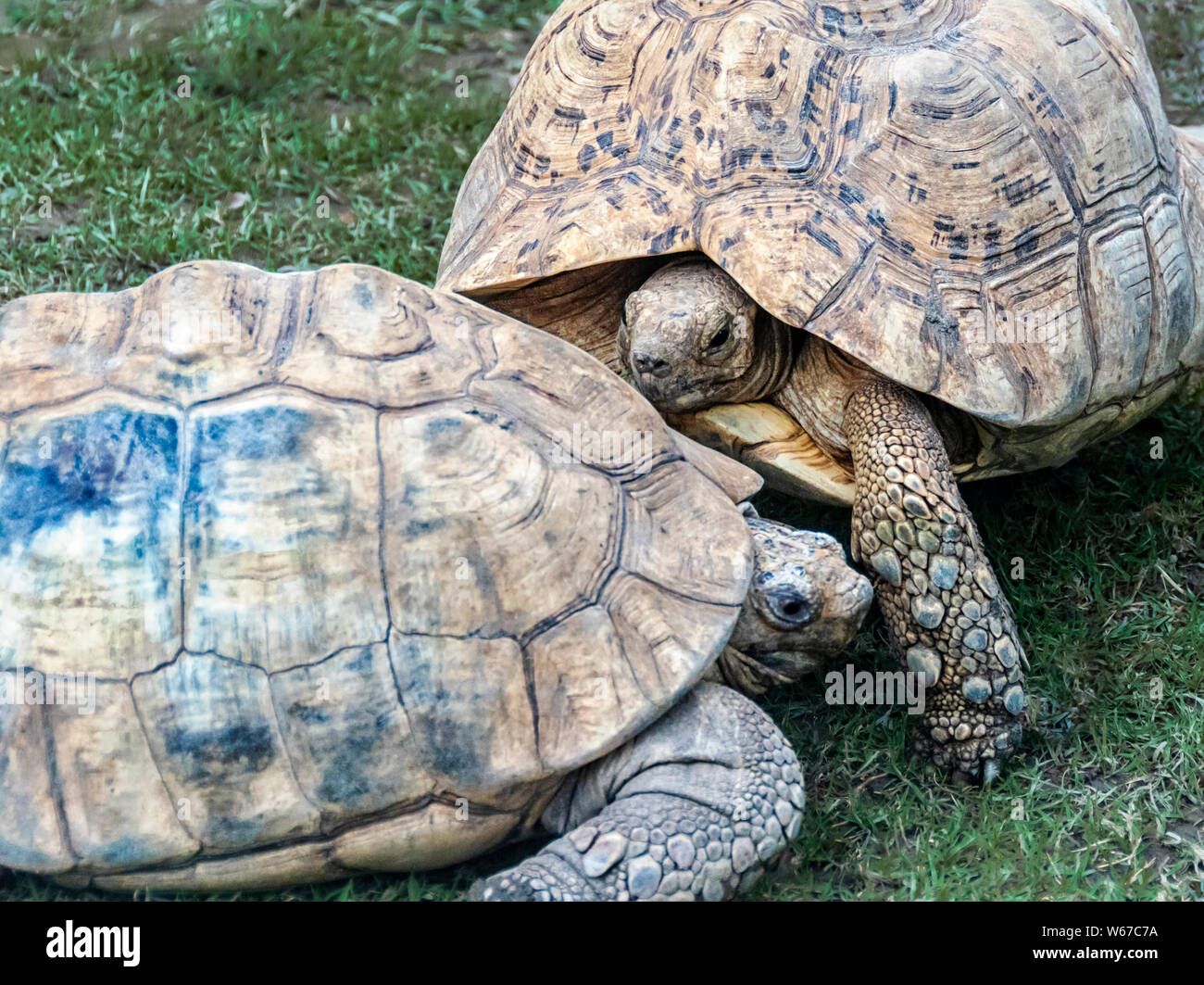 In prossimità dei due leopard tartaruga (Stigmochelys pardalis) è un grande e attraente contrassegnato tartaruga trovati nelle savane dell est e del sud Afr Foto Stock