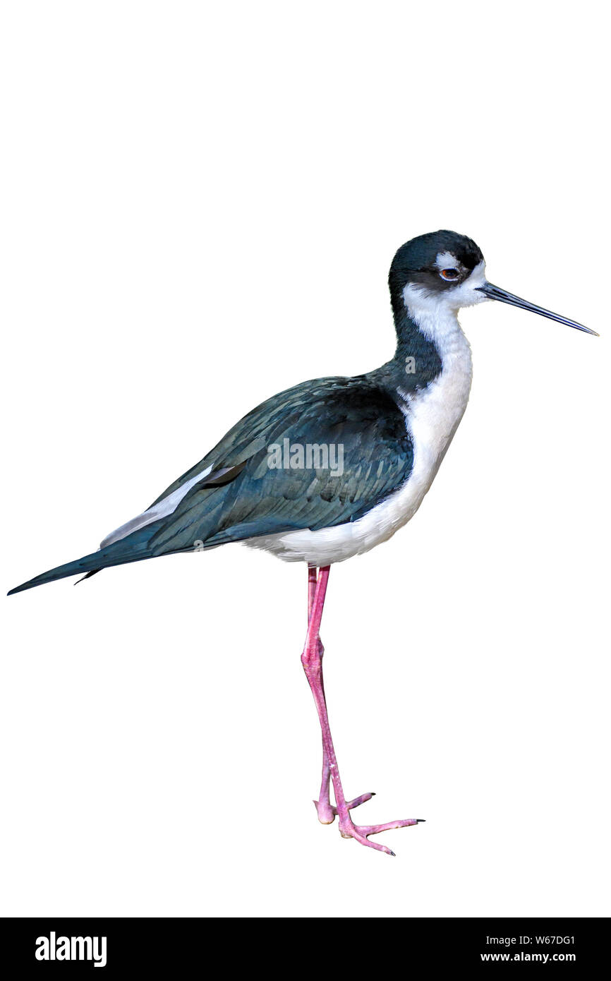 Nero a collo stilt bird (Himantopus mexicanu), in piedi, isolati su sfondo bianco Foto Stock