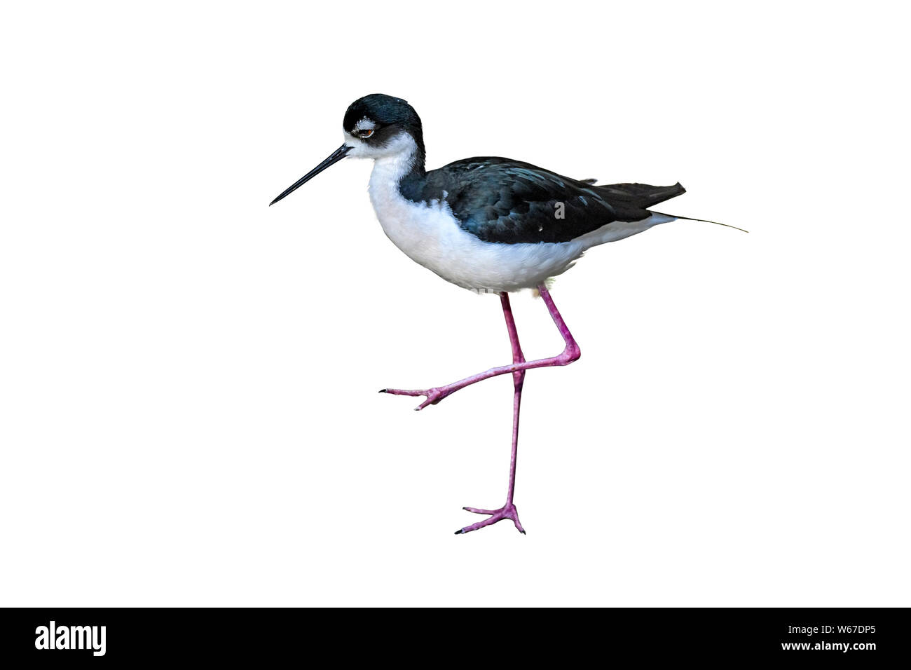 Nero a collo stilt bird (Himantopus mexicanu), in piedi su una gamba sola, isolato su sfondo bianco Foto Stock