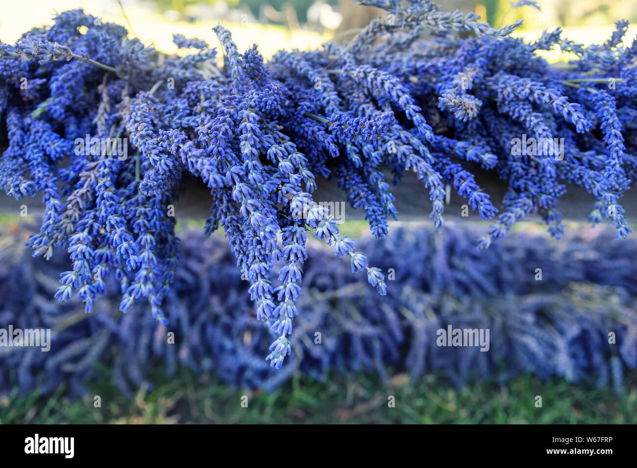 Fiorisce La lavanda in un campo di luminoso fiori viola in estate in una giornata di sole Foto Stock
