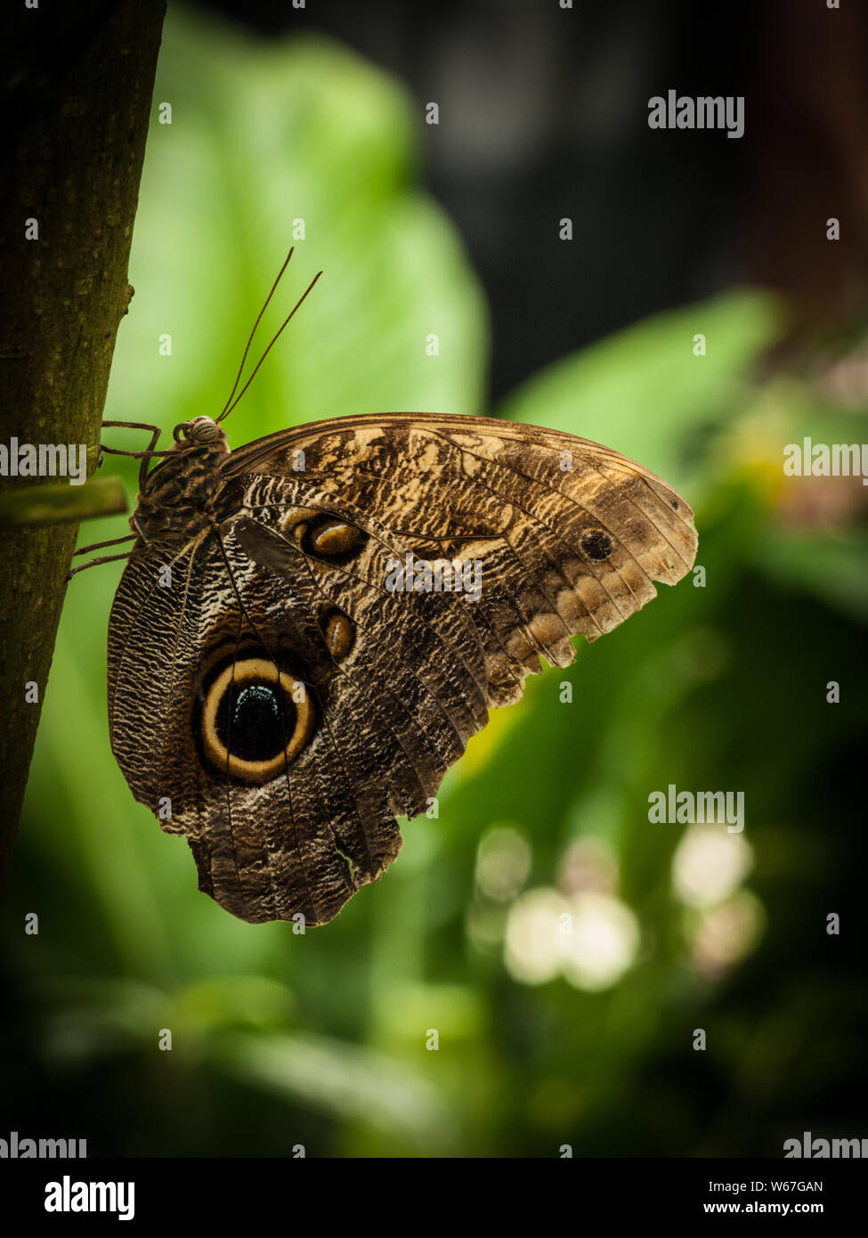 Schmetterling Foto Stock