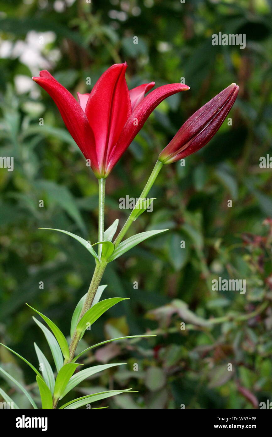Lily o Lilium rosso scuro completamente aperto in fiore fiori perenni accanto al chiuso germoglio di fiore su foglie di colore verde scuro sfondo piantato nel locale Urbano garden Foto Stock