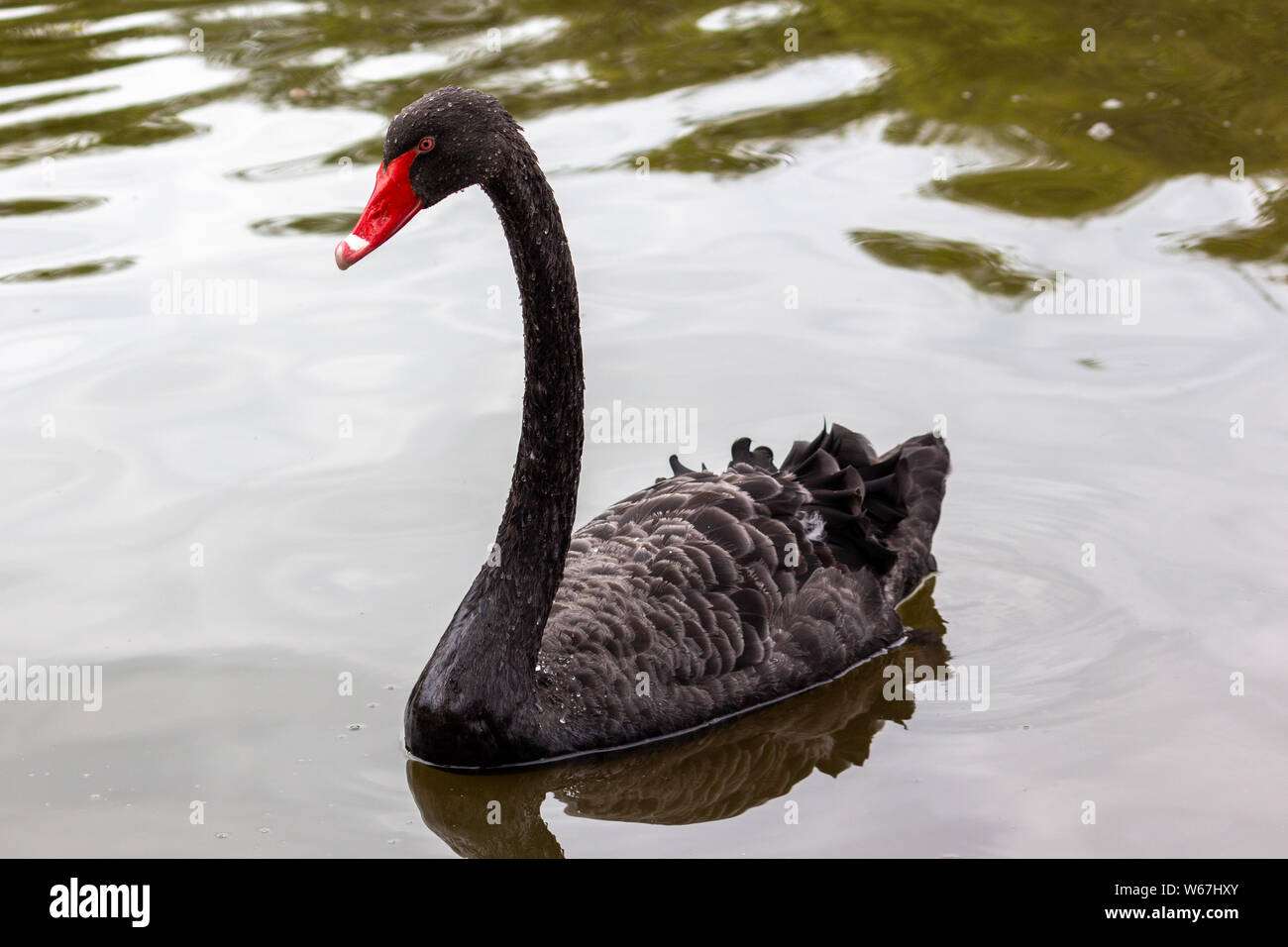 Australian Black Swan sul Lough nella città di Cork, Irlanda Foto Stock
