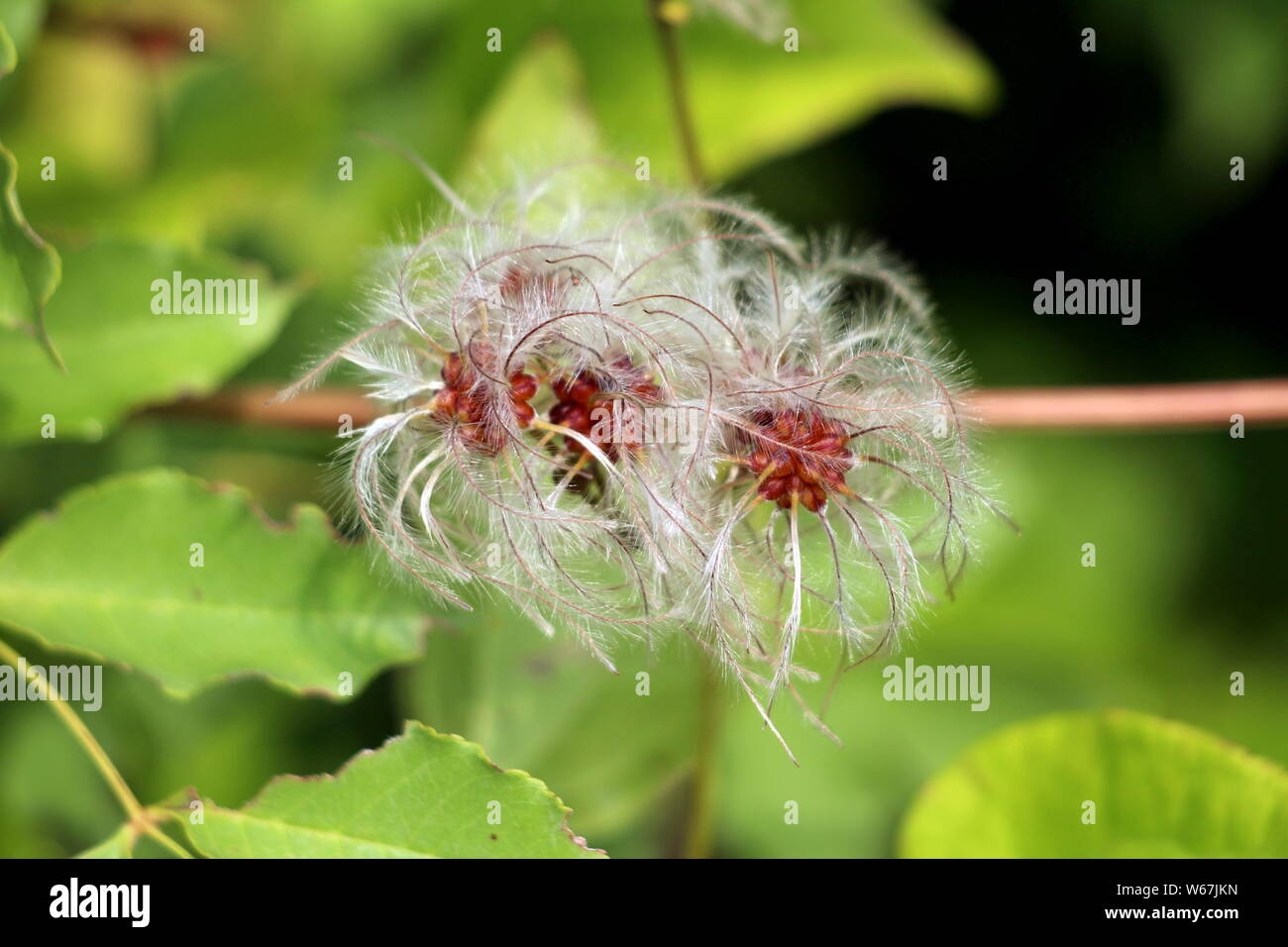 Old mans barba o Clematis vitalba o viaggiatori gioia di arrampicata di piante arbustive con più lunga setosa appendici pelose crescente sul singolo stelo Foto Stock