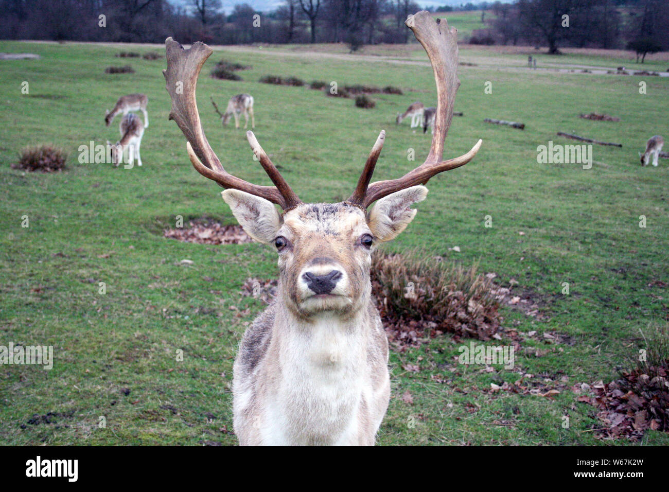 Un daino a Knole Park, Kent. Foto Stock