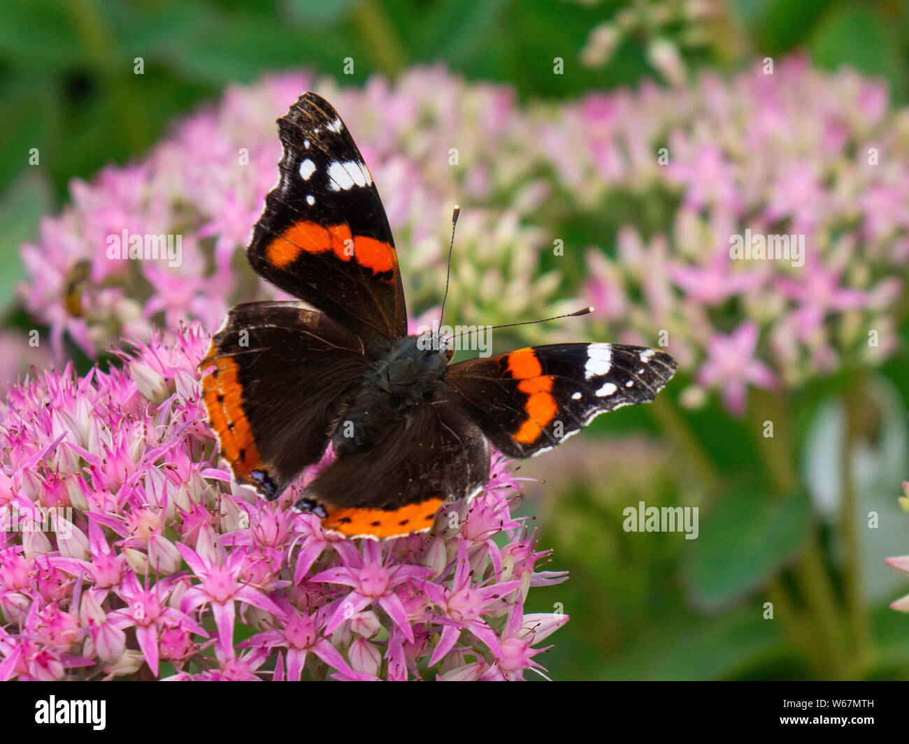 Red Admiral butterfly Vanessa Atalanta ensoleillement stesso su un fiore rosa in estate nel North Yorkshire Foto Stock