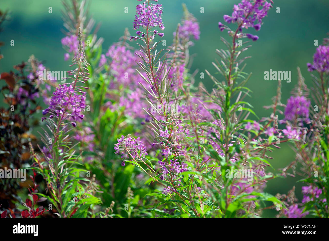 Foxglove fiori, Digitalis, Bunclody, Monte Leinster, Wexford, Carlow, Irlanda, Europa Foto Stock