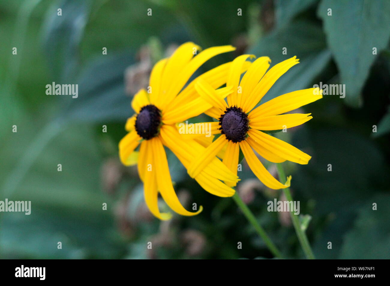 Due black-eyed Susan o Rudbeckia hirta o marrone-eyed Susan o Brown Betty o Gloriosa daisy o Golden Gerusalemme o inglese Bulls Eye Foto Stock