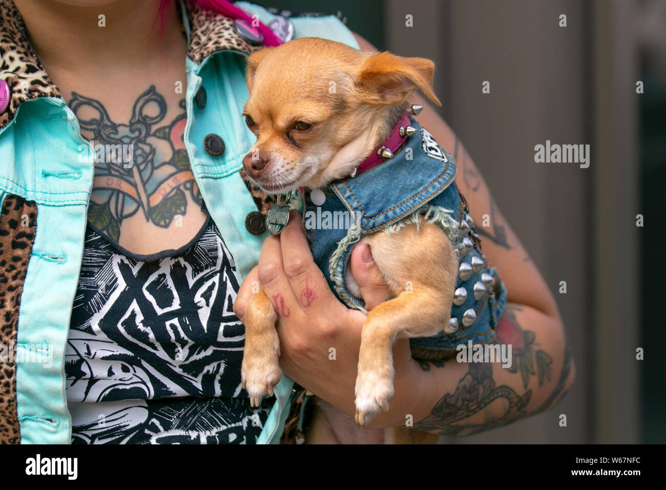 Toya e il suo animale domestico Chihuahua Nancy al Festival della ribellione, il più grande festival mondiale di punk a Blackpool. All’inizio di agosto, i Winter Gardens di Blackpool ospitano un’enorme serie di punk band per la ventunesima edizione del Rebellion Festival, che attrae migliaia di turisti nel resort. Più di 4 giorni ogni agosto a Blackpool, il meglio in Punk riunirsi per questo evento sociale dell'anno con 4 giorni di musica in 6 fasi con masse di gruppi. Foto Stock
