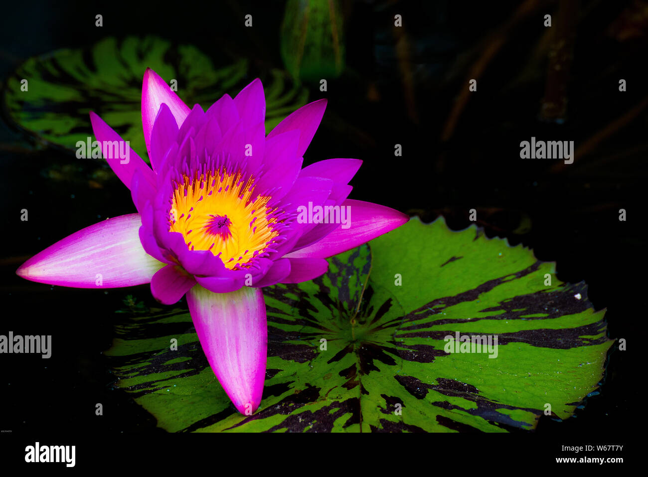 Giglio di acqua Foto Stock