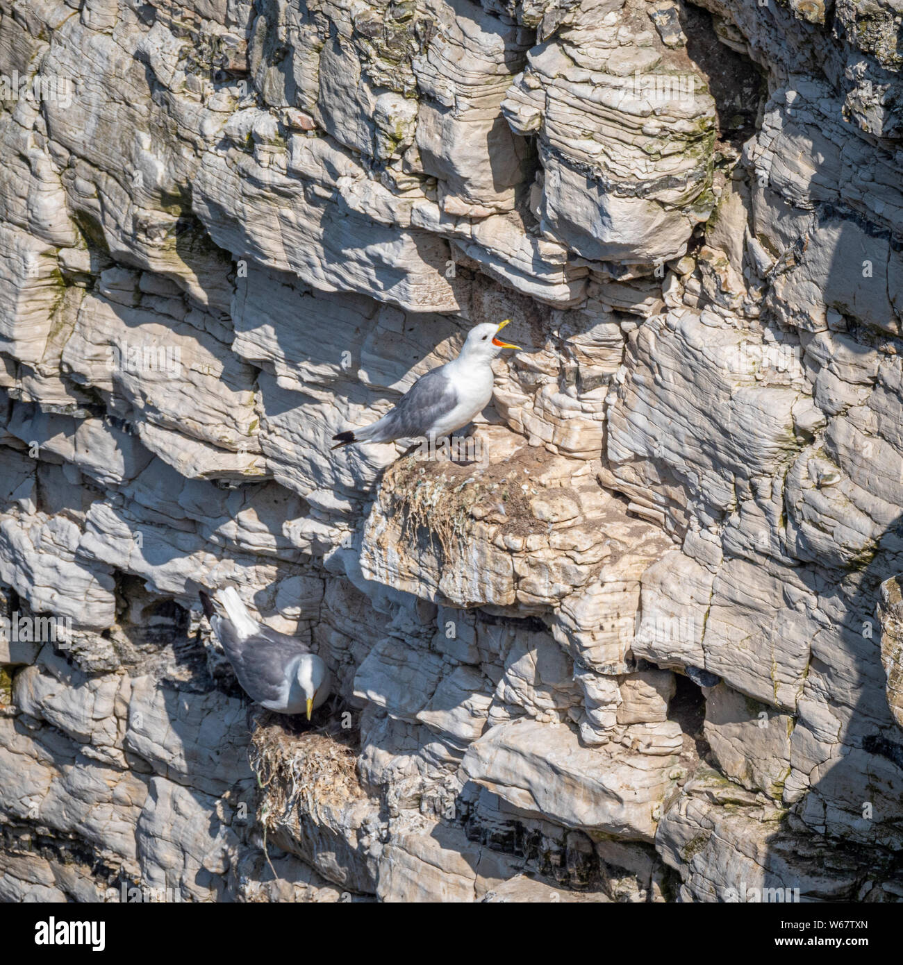 Gabbiani sulle scogliere a Flamborough Riserva Naturale, UK. Foto Stock