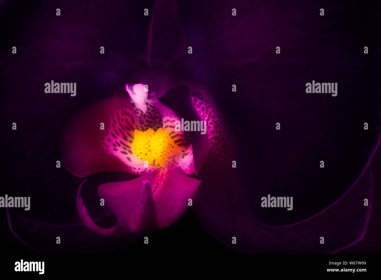 Alien bellezza Foto Stock