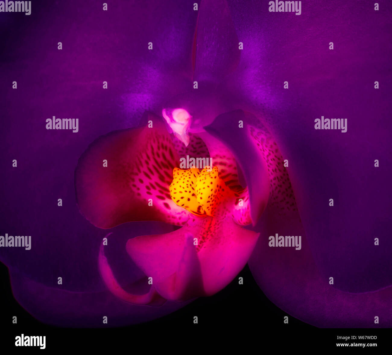 Alien bellezza Foto Stock