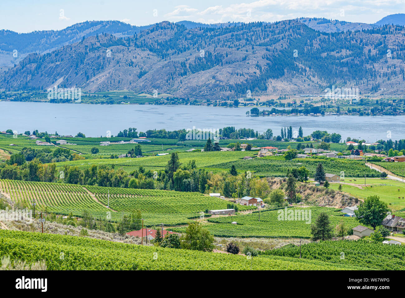 La viticoltura a Osoyoos, Okanagan Valley, Britsh Columbia, Canada Foto Stock