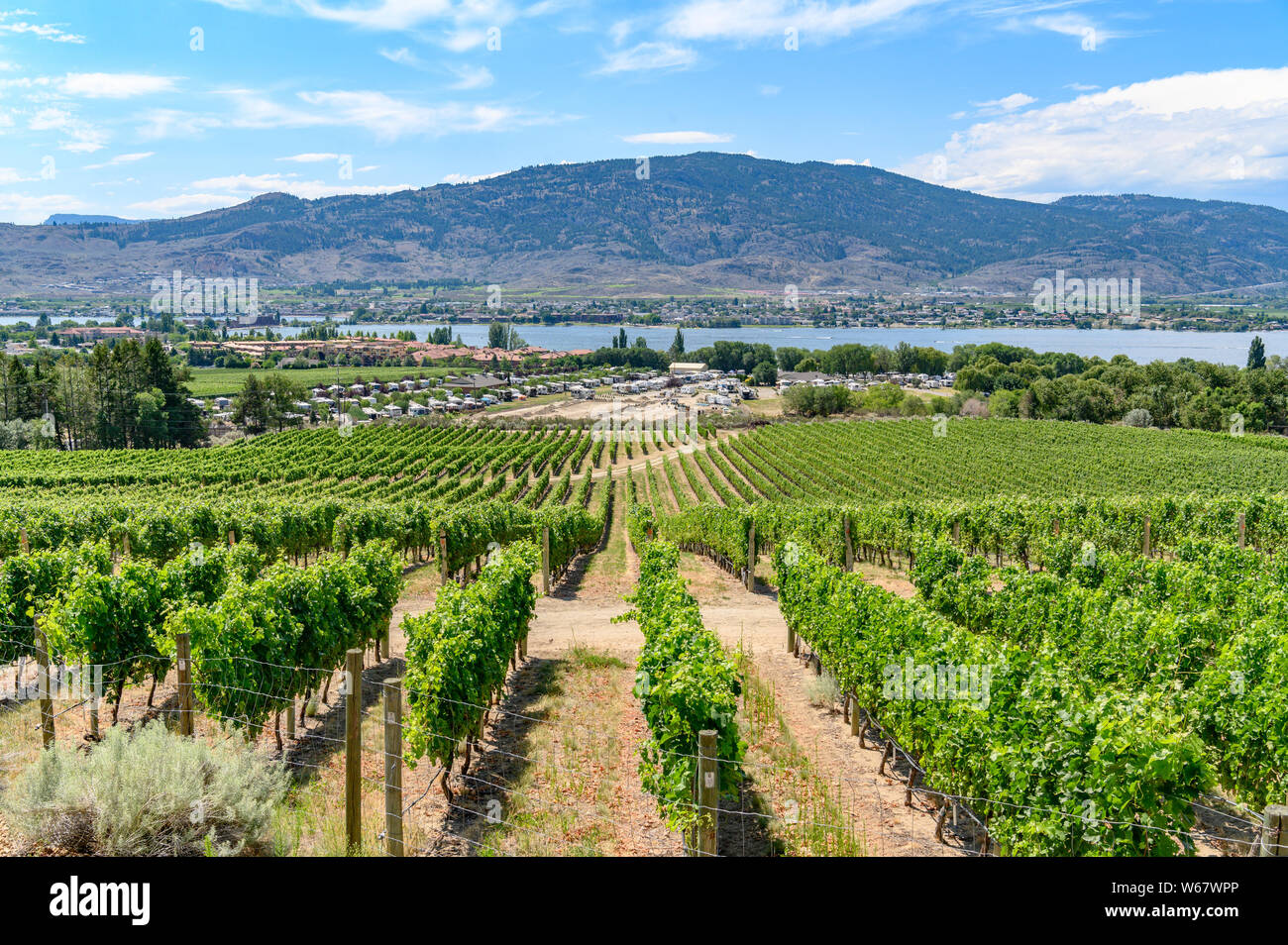 La viticoltura a Osoyoos, Okanagan Valley, Britsh Columbia, Canada Foto Stock