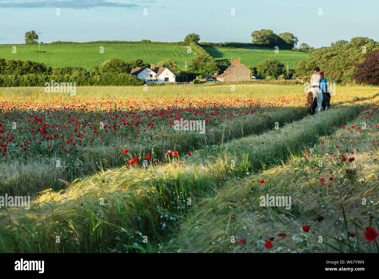 Bella rurali paesaggio inglese con campo di papavero e percorso briglia, Gloucestershire, England, Regno Unito Foto Stock