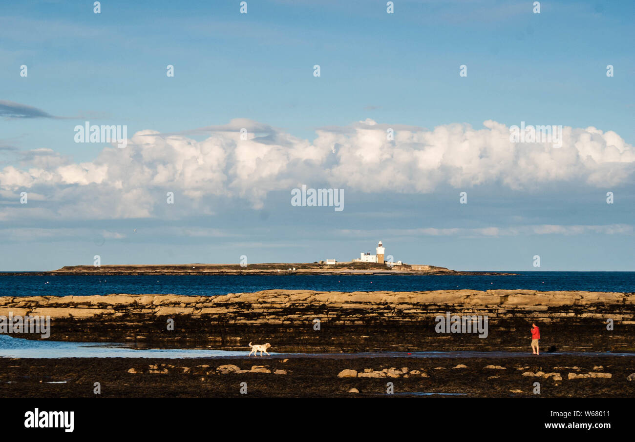 Coquet Island, Northumberland Foto Stock