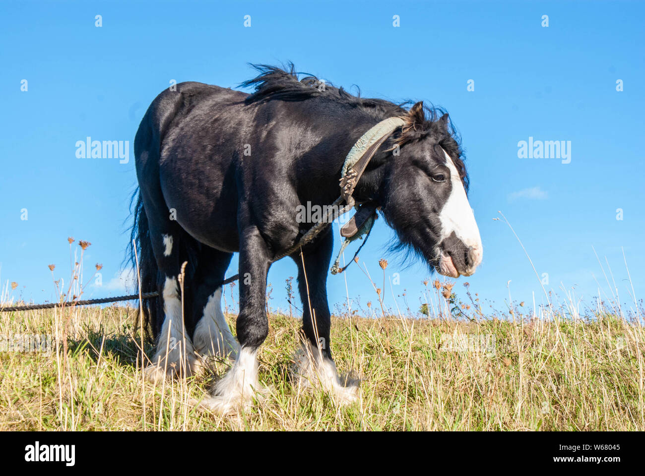 Cavallo zingara Foto Stock