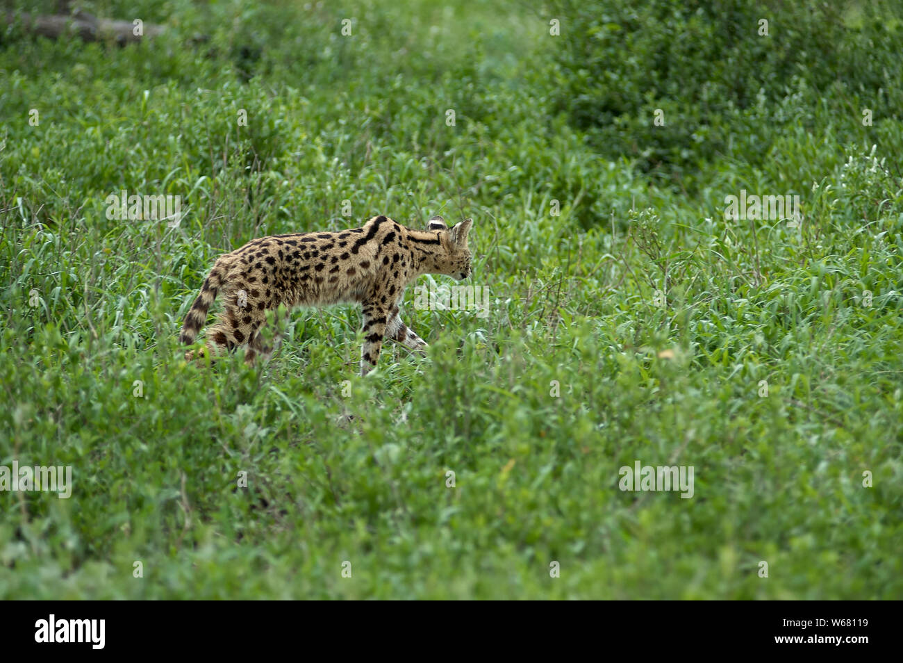 Un gatto cerval sulla caccia vicino al lago Ndutu Foto Stock