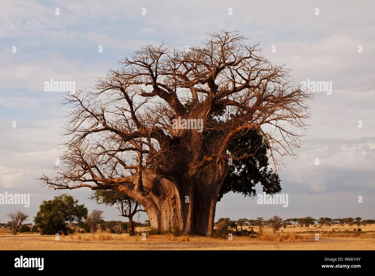 Questo magnifico Baobab è uno dei più grandi in Tanzania e un importante punto di riferimento nella Riserva Selous. Il caratteristico 'Capovolto' albero. Foto Stock