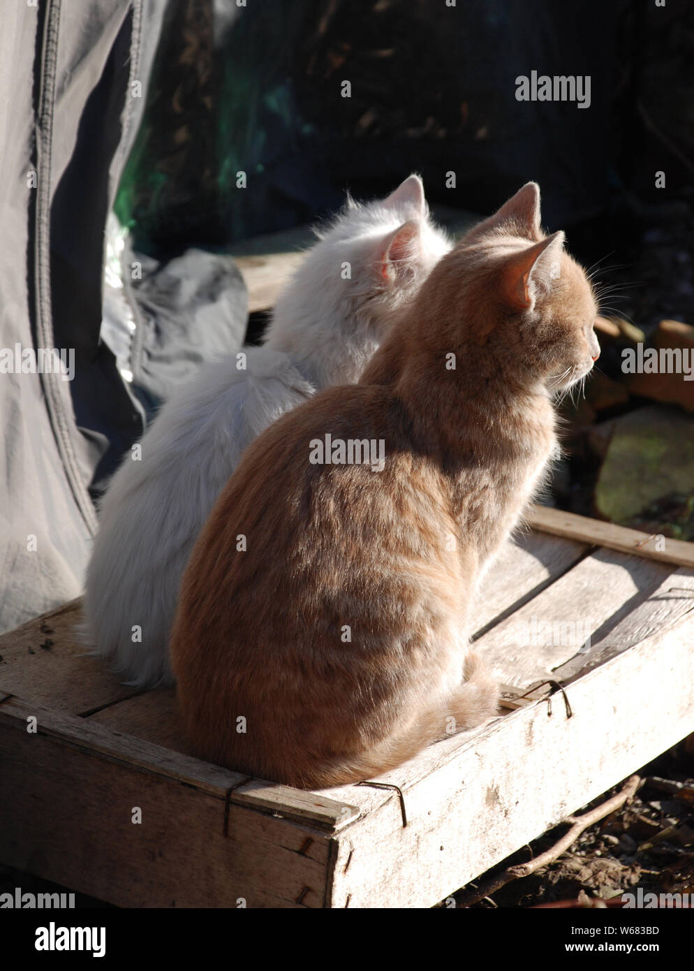 Un tabby di zenzero e un gattino bianco si siedono insieme, osservando e aspettando nel nord-est Italia Foto Stock