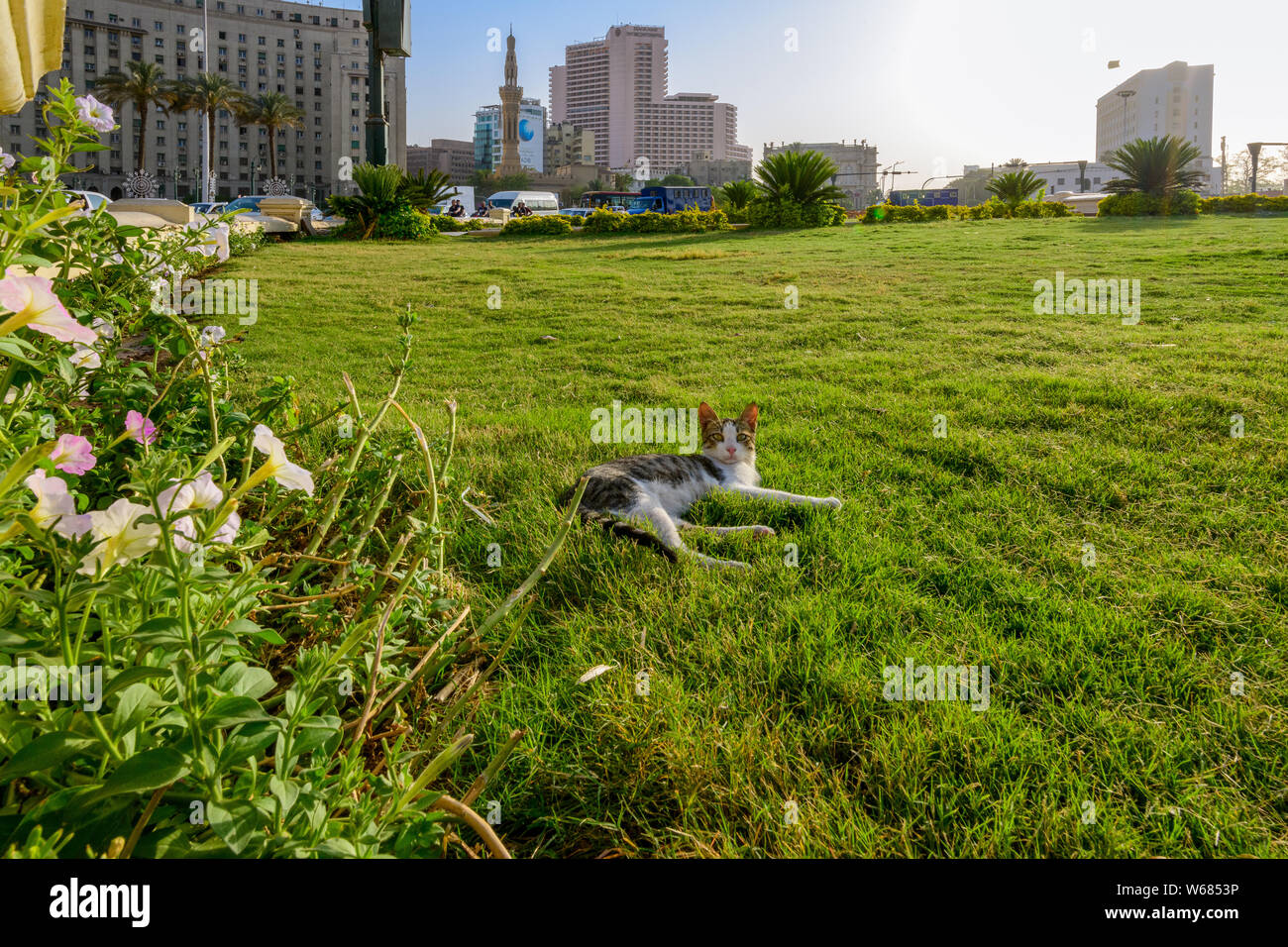 Giovani Cat rilassa sull'erba nel centro di Cairo del centro distintivo della Piazza Tahrir Foto Stock