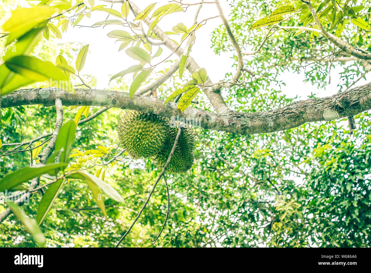Durian cuscinetto albero di frutti. Messa a fuoco selettiva. Copia dello spazio. Foto Stock Durian cuscinetto albero di frutti. Messa a fuoco selettiva. Copia dello spazio. Foto Stock