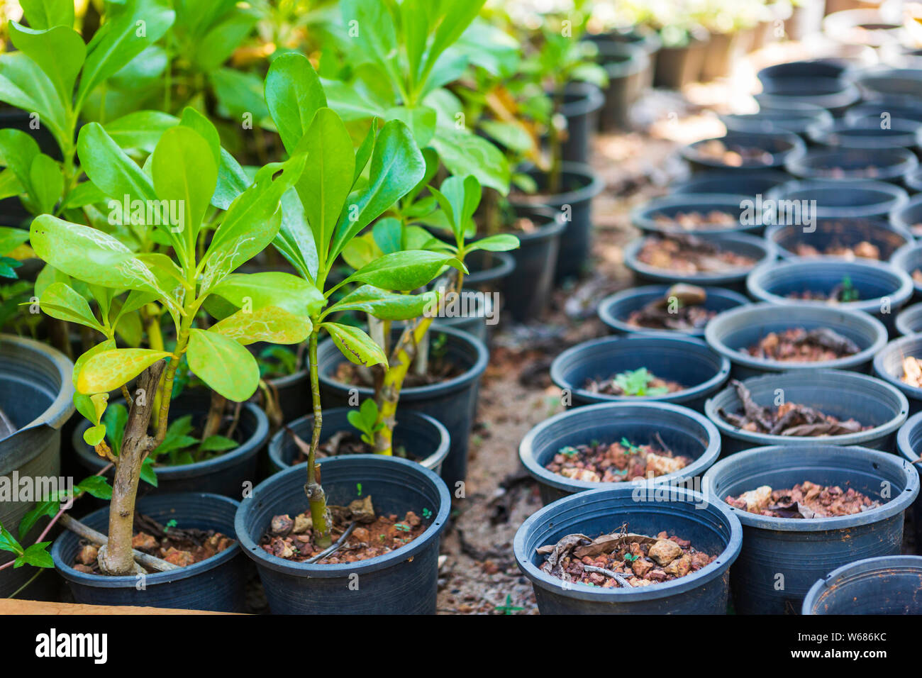 Giovani piante in vasi di fiori in un vivaio in Thailandia Foto Stock