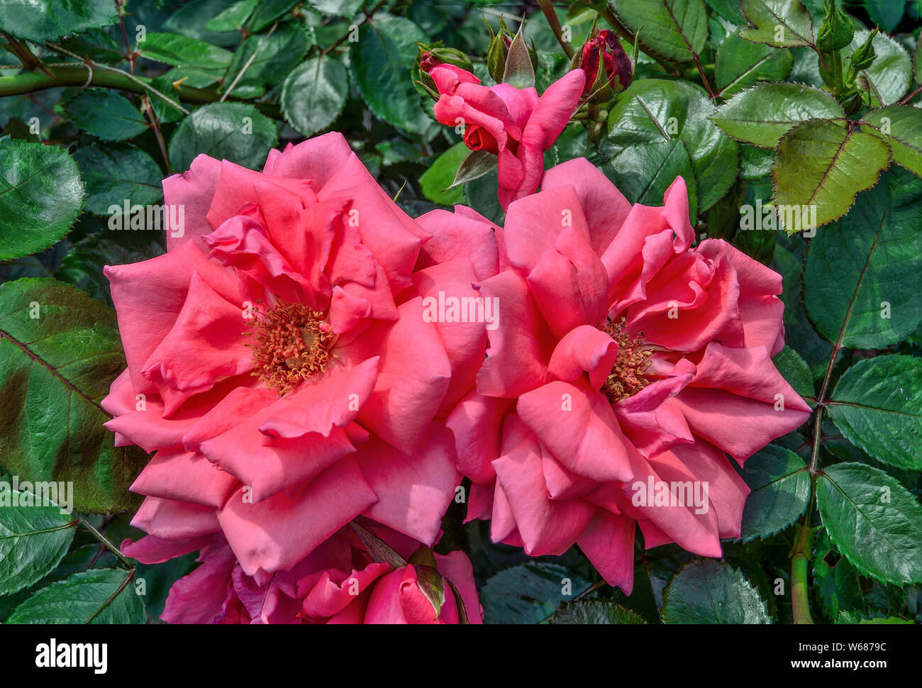 Belle le rose rosa in giardino con boccioli e foglie verdi. Giardinaggio Floricoltura o concetto paesaggistico. Brillante background gioiosa per il messaggio di saluto c Foto Stock