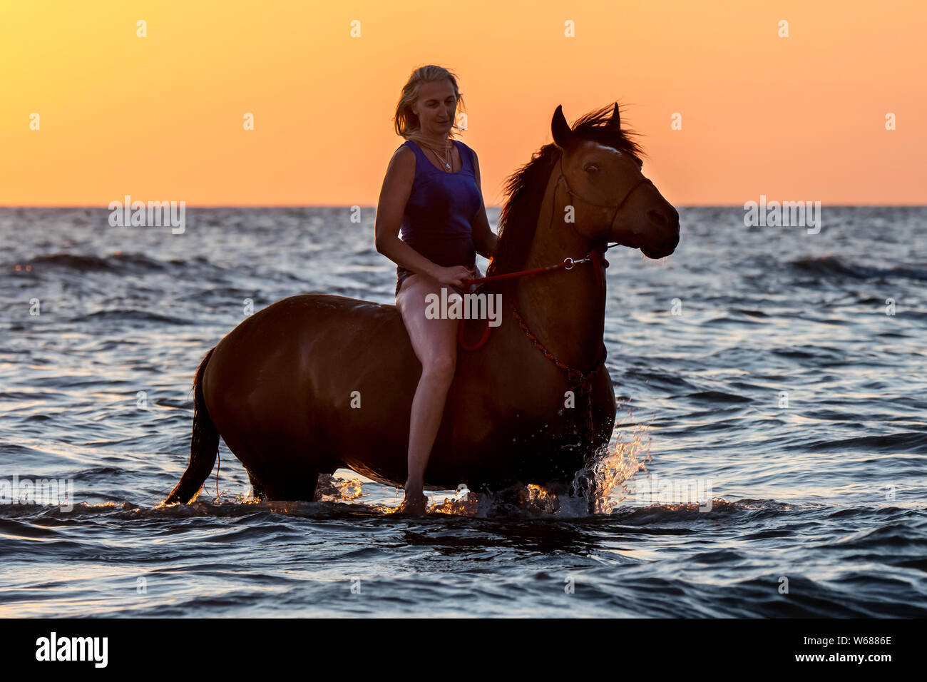 Cavallerizza / femmina cavallo cavaliere in sella bareback in acque poco profonde al tramonto in estate lungo la costa del Mare del Nord Foto Stock