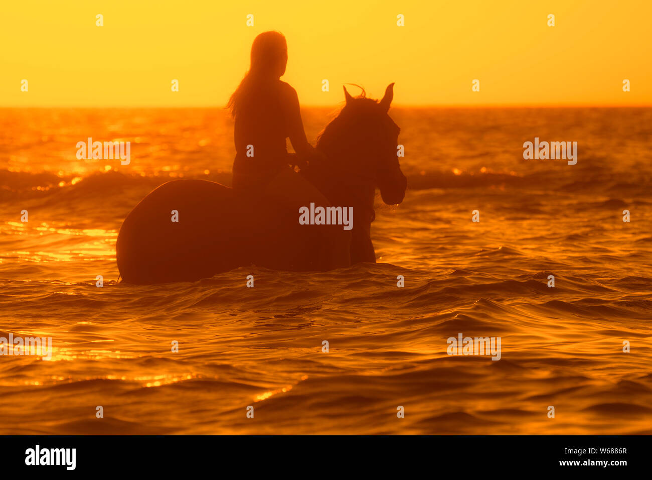 Cavallerizza / femmina cavallo cavaliere in sella bareback in acque poco profonde al tramonto in estate lungo la costa del Mare del Nord Foto Stock