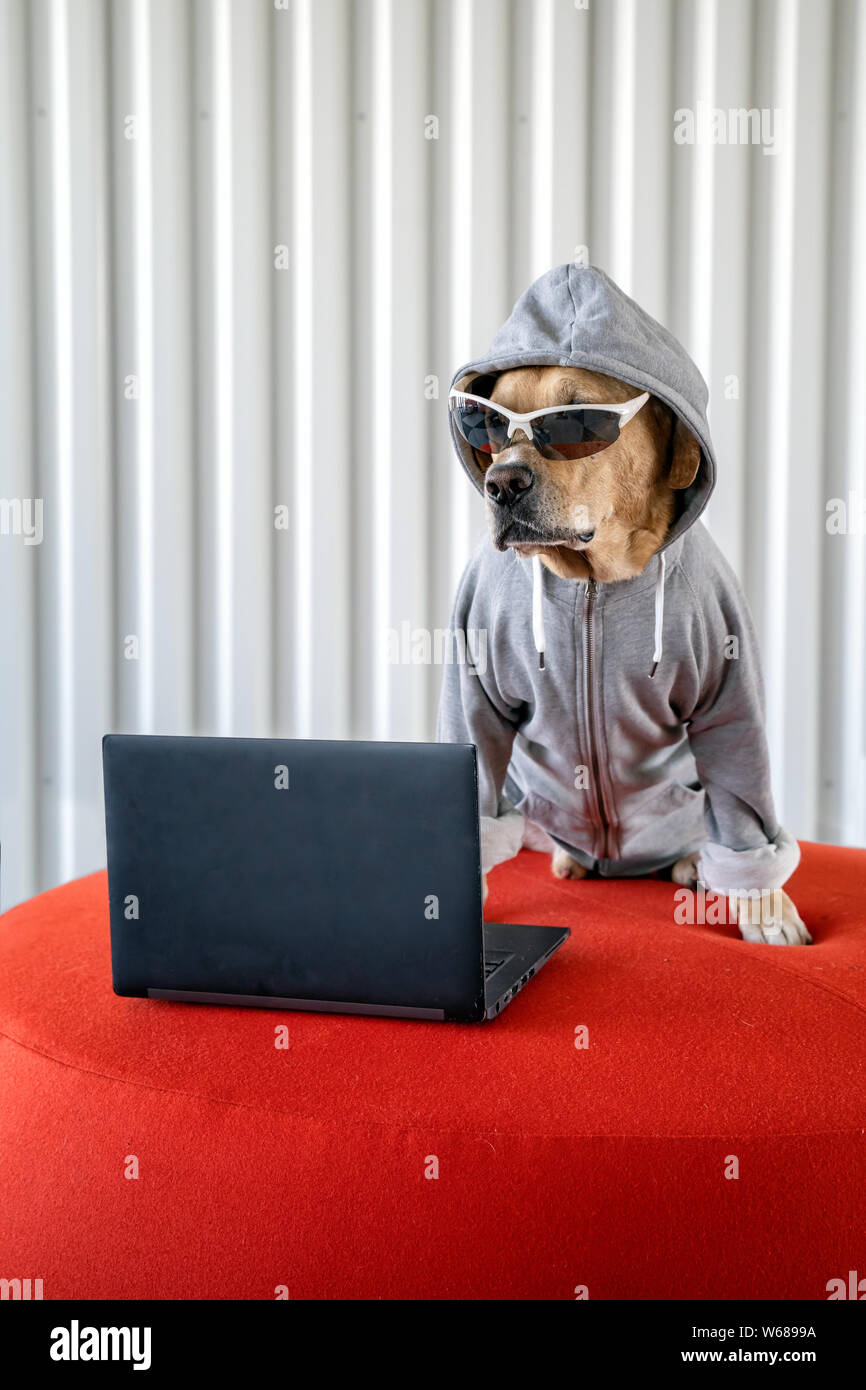 Cane come un hacker accanto al notebook con occhiali da sole e giacca con cappuccio. concetto di programmatore, hacker e cyber security. Foto Stock