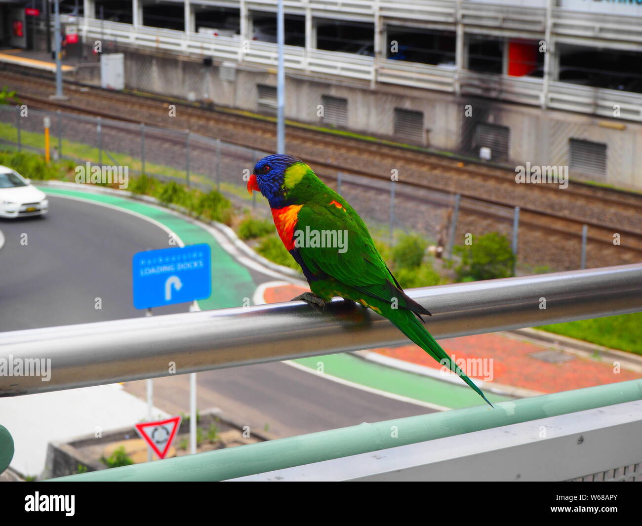 Uccello variopinto nel mezzo di una città urbana Foto Stock