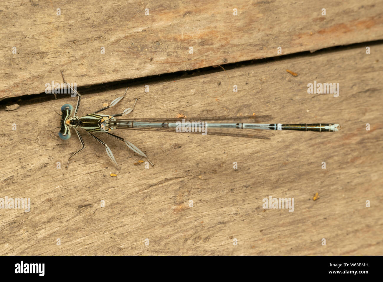 Bianco-zampe (Damselfly lat. Platycnemis pennipe), maschio, appollaiate sul tavolato in legno Foto Stock