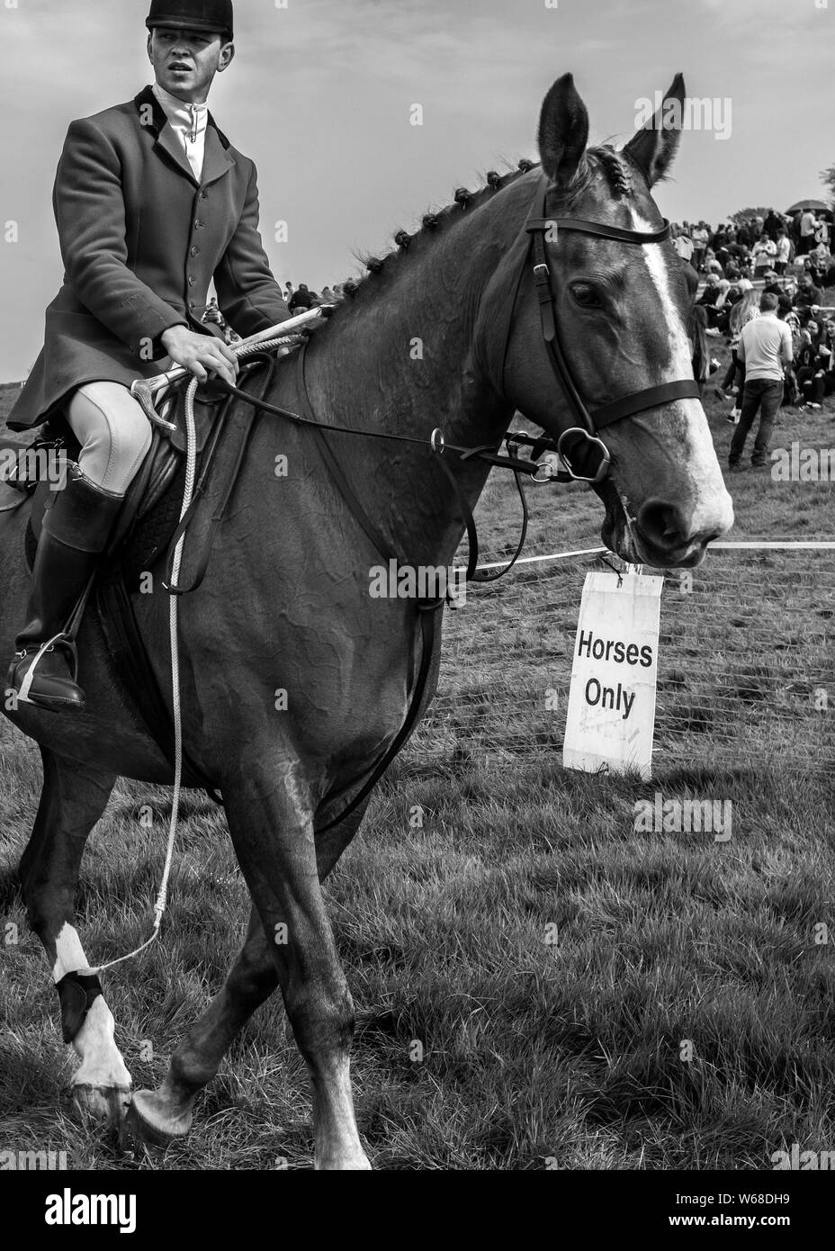 Quattro burrow caccia da punto a punto cavallo di razza 2019 Foto Stock