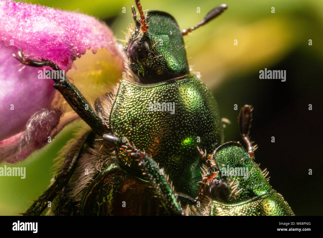 Due coleotteri giapponesi che si accoppiano su un fiore Foto Stock