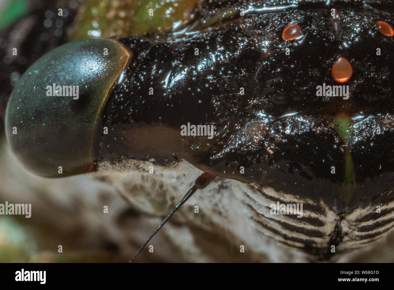 Primo piano di una Cicada sulla spiaggia Foto Stock