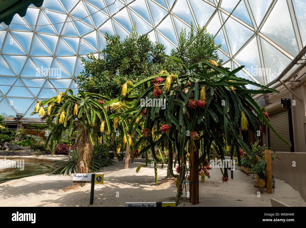 Orlando, FL/USA-7/31/19: Dragon pianta da frutto a vivere con la terra corsa sponsorizzata dalla Chiquita a Disney World Epcot. Foto Stock