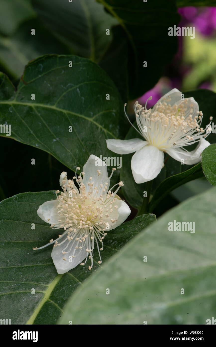 Guava fiore, Psidium guajava Foto Stock