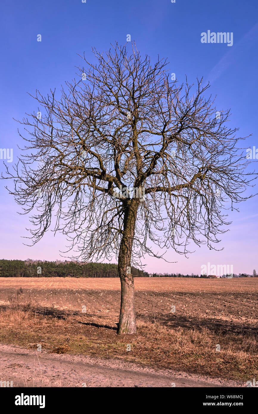Paesaggio rurale con un albero solitario in primavera in Polonia Foto Stock